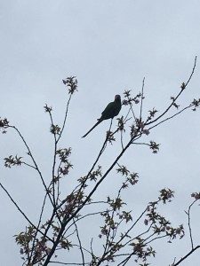 IMG_3577